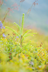 Closeup of Christmas tree against blur background of nature.