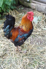Rooster