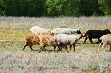 Flock of sheep on the meadow