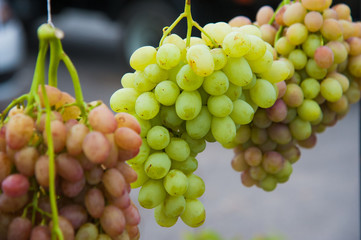 Vineyards at sunset in autumn harvest