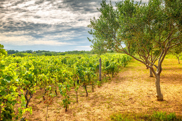 Fototapeta na wymiar A vineyard field with olive grove in a summer landscape. Privlaka village in Croatia, Europe.