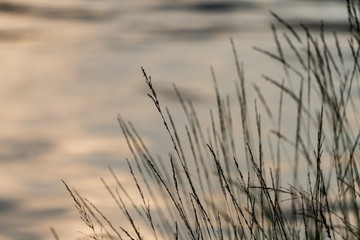 Obraz premium Seeufer