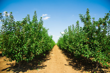 Fototapeta na wymiar Apple orchard sunny summer day