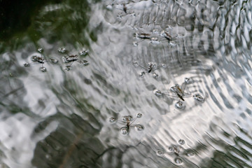 Wasserläufer auf einem See