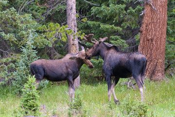 Shiras Moose in the Rocky Mountains of Colorado