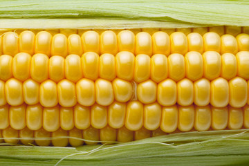 Organic corn closeup