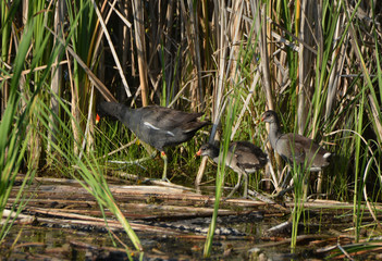 Common Gallinule Moorhen with chics