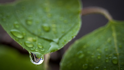 Feuilles