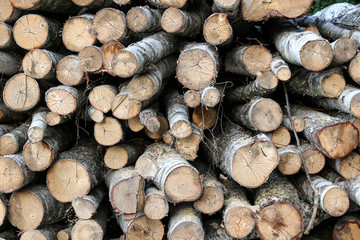 Sawn logs of birch forestry.  Woodpile, firewood.  View from the end of the logs. 