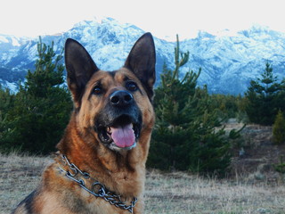 dog in the park