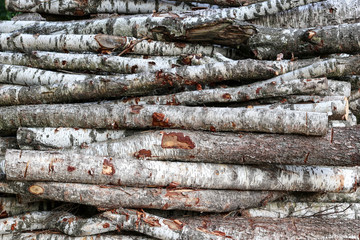 Sawn logs of birch forestry.  Woodpile, firewood. View along the logs trunks.