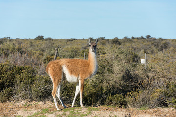 Guanaco patagonico