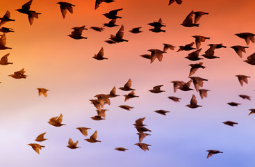 beautiful numerous flock of starlings birds rapidly waving their feathers and wings and flying against the bright sunset sky