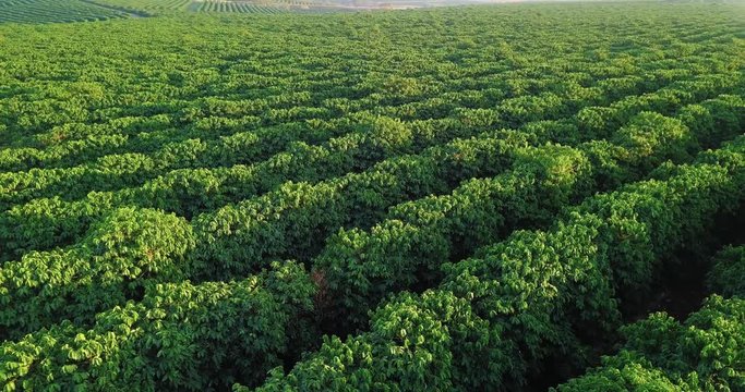 Beautiful aerial panoramic view of a large coffee plantation in Sao Paulo state Brazil. Panning movement from left to right.