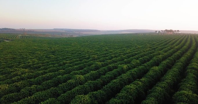 Aerial view of a beautiful large coffee plantation in Sao Paulo state Brazil. Panning movement ahead Horizon in sight.
