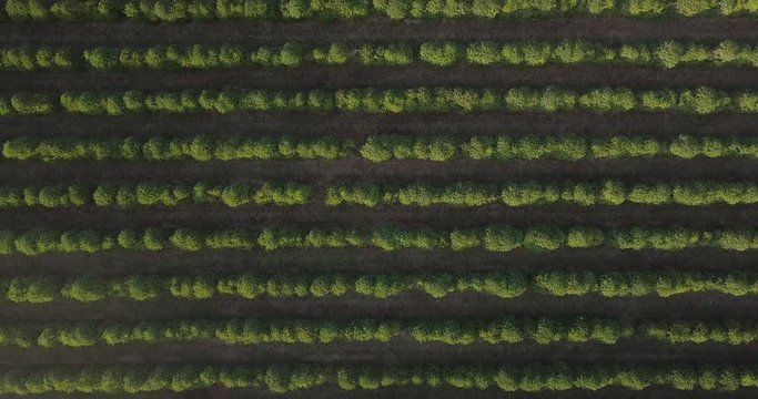 Top view of a beautiful coffee plantation in Sao Paulo state Brazil. Zoom in.