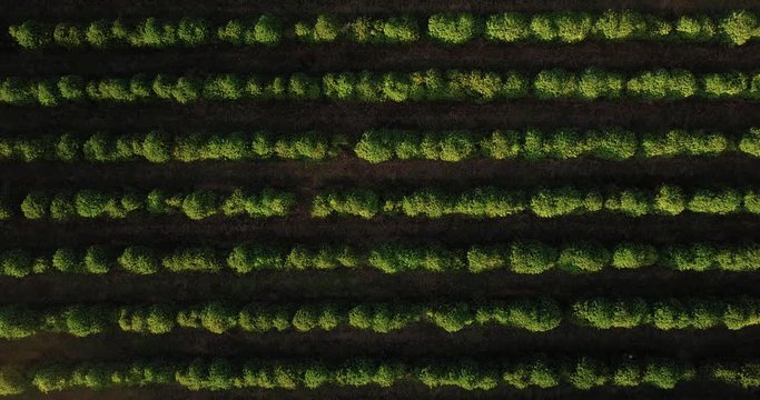 Top view of a beautiful coffee plantation in Sao Paulo state Brazil. Slightly Zoom out.