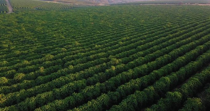 Aerial view of a large coffee plantation in Sao Paulo state Brazil. High fly ahead over the coffee trees.