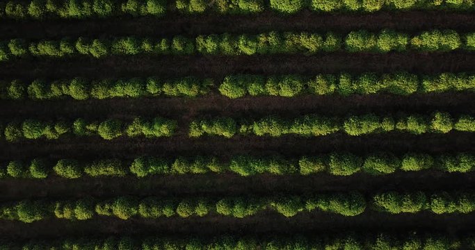 Top view of a beautiful coffee plantation in Sao Paulo state Brazil. Zoom out.