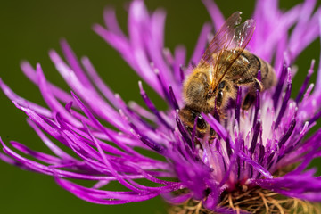Honigbiene auf einer Distelblüte
