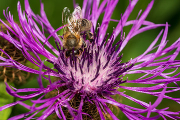 Biene auf einer Diestelblume