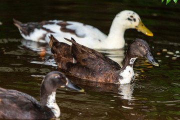junge Enten im Teich
