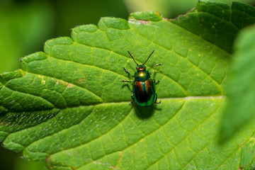 bunter Rosenkäfer auf grünem Blatt