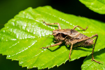 Bergschrecke auf einem Blatt