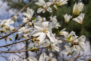 flowers nature macro sky blue 