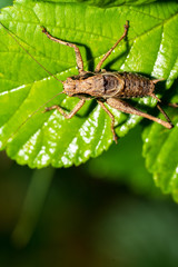 Bergschrecke auf einem Blatt