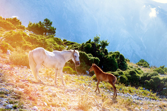 A horse family on the mountain by the Llogara pass in Vlora, with a background of clouds.