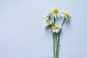  daisies on a white background with a ribbon