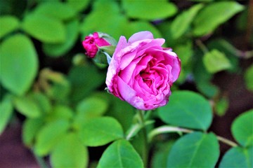 hot pink rose