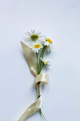  daisies on a white background with a ribbon