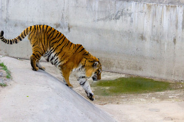 Tiger walking
