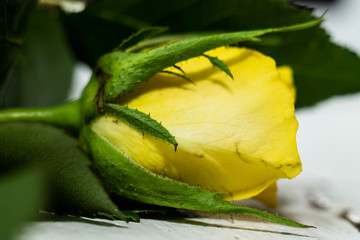 yellow roze background green  © aleksa_photo_waw
