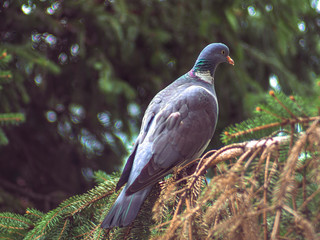 Common wood pigeon standing on a spruce branch