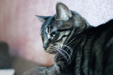 cat