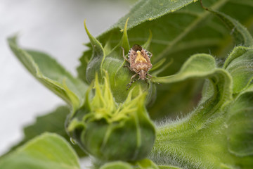Kleine Wanze krabbelt über Sonnenblume © scaleworker