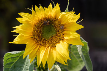 Sonnenblume mit Besuchern