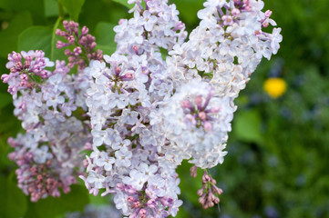 lilacs