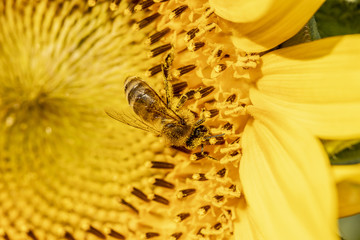 Naklejka premium Abeille (apis mellifera) en train de butiner dans un champs de tournesols