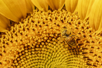 Abeille (apis mellifera) en train de butiner dans un champs de tournesols