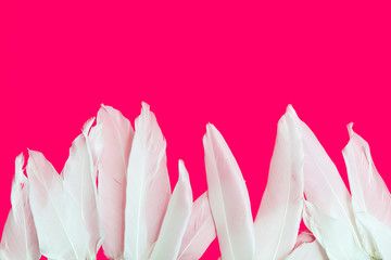 white feathers on pink background