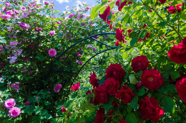 Bush of fluffy pink and red roses in sunny day. Romantic florets on green leaves background in garden. Close up of bushes with full blooms on shrubs branch. Magenta flowers for decorating any holiday