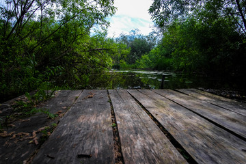 image of a pond in the forest