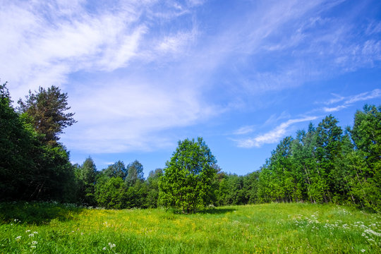 Landscape with the image of summer forest