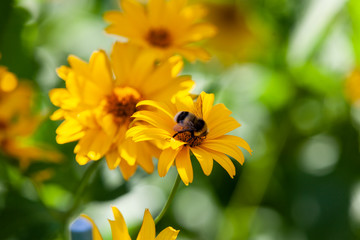 Bumblebee on a yellow flower