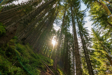 Sonne die durch den Wald scheint