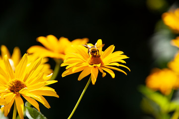 Bumblebee sucks nectar on yellow flower